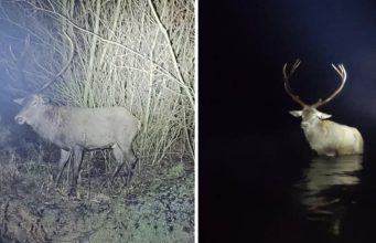 Благородный олень был спасен из вод реки Прут пограничниками Сектора пограничной полиции (СПП) Кухнешть.