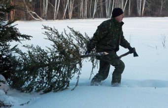 Агентство Moldsilva (https://www.moldsilva.gov.md/?l=ru) напоминает жителям Молдовы о запрете на вырубку елей в лесах и штрафах за нарушения.