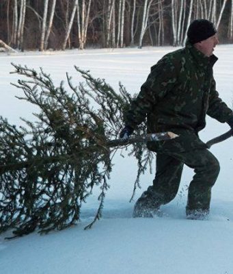 Агентство Moldsilva (https://www.moldsilva.gov.md/?l=ru) напоминает жителям Молдовы о запрете на вырубку елей в лесах и штрафах за нарушения.