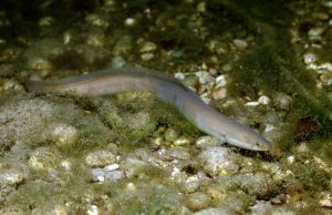 Редкий вид рыбы, обитающей в Днестре, взят под защиту Конвенции о международной торговле видами дикой фауны и флоры, находящимися под угрозой исчезновения.