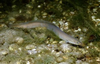 Редкий вид рыбы, обитающей в Днестре, взят под защиту Конвенции о международной торговле видами дикой фауны и флоры, находящимися под угрозой исчезновения.