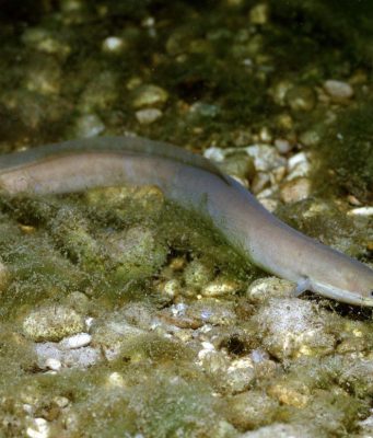 Редкий вид рыбы, обитающей в Днестре, взят под защиту Конвенции о международной торговле видами дикой фауны и флоры, находящимися под угрозой исчезновения.