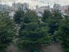 В Кишиневе началась продажа новогодних елей.