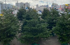 В Кишиневе началась продажа новогодних елей.