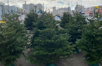 В Кишиневе началась продажа новогодних елей.