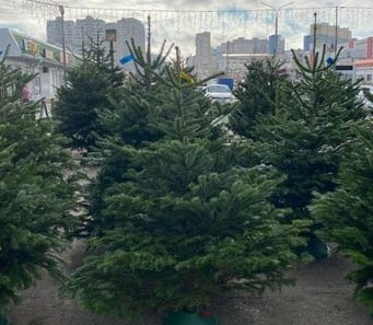 В Кишиневе началась продажа новогодних елей.