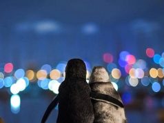 Фотограф запечатлел момент, как два овдовевших пингвина обнимаются и утешают друг друга после потери партнеров.