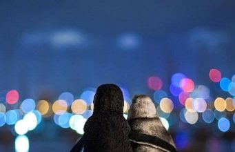 Фотограф запечатлел момент, как два овдовевших пингвина обнимаются и утешают друг друга после потери партнеров.