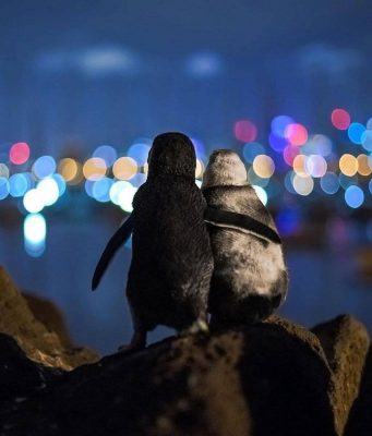 Фотограф запечатлел момент, как два овдовевших пингвина обнимаются и утешают друг друга после потери партнеров.