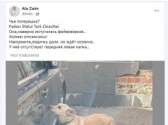 Неприятный инцидент с собакой президента Молдовы