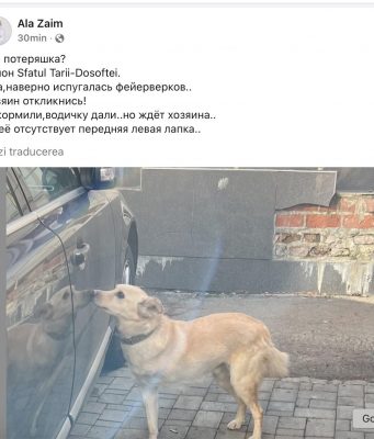 Неприятный инцидент с собакой президента Молдовы