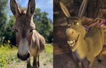 Умер ослик Перри, послуживший прообразом для персонажа из «Шрека»