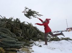 Мэрия Кишинева сообщает, что все использованные во время зимних праздников елки будут отправлены на переработку.