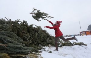 Мэрия Кишинева сообщает, что все использованные во время зимних праздников елки будут отправлены на переработку.