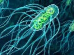 В Молдове зарегистрирован случай брюшного тифа у человека, прибывшего из Нигерии