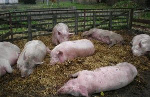 На севере Молдовы выявили пять очагов африканской чумы свиней