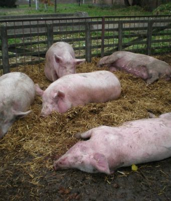 На севере Молдовы выявили пять очагов африканской чумы свиней