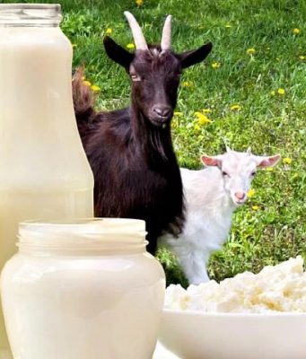 Финансовая поддержка для производителей молока: IV этап подачи заявок