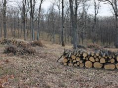 В лесах Молдовы за каждое срубленное дерево высаживают 12 саженцев