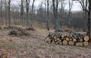 В лесах Молдовы за каждое срубленное дерево высаживают 12 саженцев