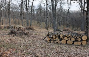 В лесах Молдовы за каждое срубленное дерево высаживают 12 саженцев