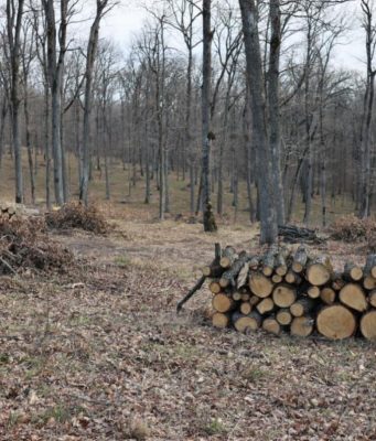 В лесах Молдовы за каждое срубленное дерево высаживают 12 саженцев