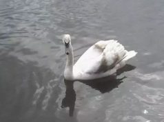 На берегу Днестра найден мертвый лебедь