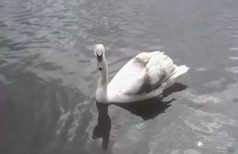 На берегу Днестра найден мертвый лебедь