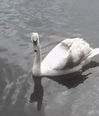 На берегу Днестра найден мертвый лебедь