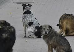 В Кишиневе участились случаи обращения к врачам после укусов уличных животных