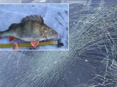 Рыба, упавшая с неба в Латвии, повредила автомобиль