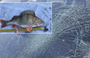 Рыба, упавшая с неба в Латвии, повредила автомобиль