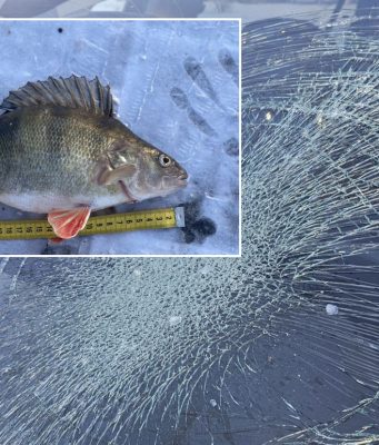 Рыба, упавшая с неба в Латвии, повредила автомобиль