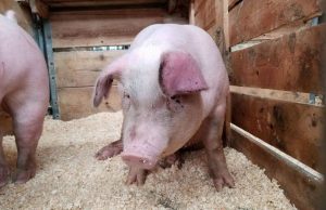 В Молдове зафиксированы новые случаи африканской чумы свиней