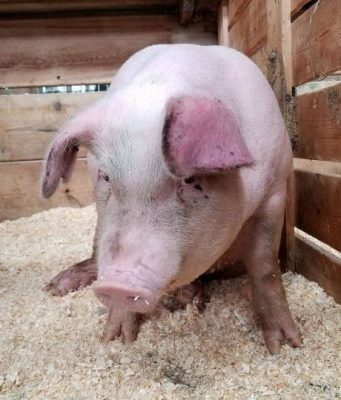 В Молдове зафиксированы новые случаи африканской чумы свиней