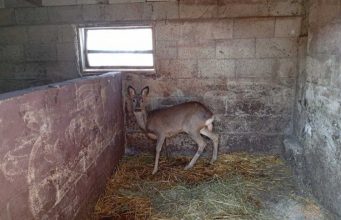В селе Петрешть Унгенского района местный охотник обнаружил раненую косулю.