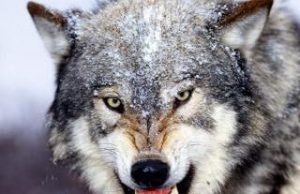 Волки всё ближе подходят к селам. Рекомендации населению