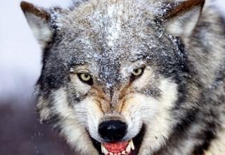 Волки всё ближе подходят к селам. Рекомендации населению