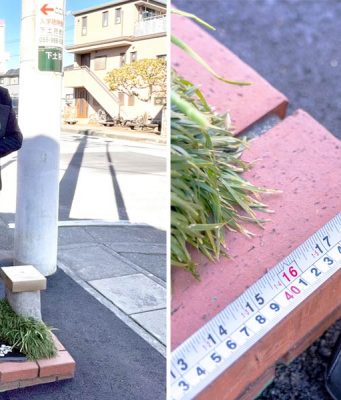 Самый маленький парк в мире попал в Книгу рекордов Гиннесса