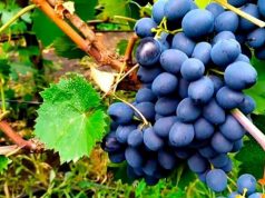 В Молдове рухнули цены на столовый виноград