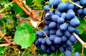 В Молдове рухнули цены на столовый виноград
