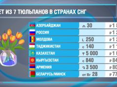 Тюльпаны на 8 Марта пользуются повышенным спросом во всех странах СНГ. Узнали, сколько стоят эти цветы на пространстве Содружества. За основу был взят букет из 7 цветков.