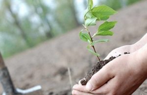 Власти Молдовы приглашают граждан на массовую посадку деревьев в субботу