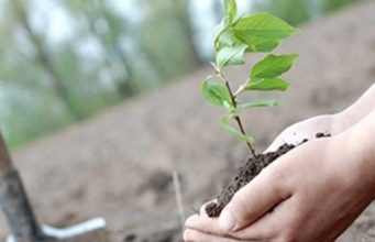 Власти Молдовы приглашают граждан на массовую посадку деревьев в субботу