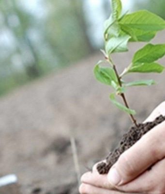 Власти Молдовы приглашают граждан на массовую посадку деревьев в субботу