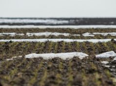 Молдавские фермеры страдают от сильной засухи, угрожающей урожаю