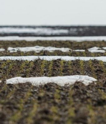 Молдавские фермеры страдают от сильной засухи, угрожающей урожаю