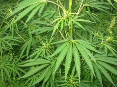 В Молдове впервые выдали разрешение на выращивание промышленной конопли