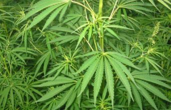 В Молдове впервые выдали разрешение на выращивание промышленной конопли