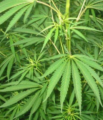 В Молдове впервые выдали разрешение на выращивание промышленной конопли